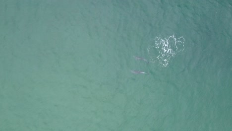 una impresionante foto de un dron de delfines jugando entre ellos en una hermosa agua verde azulado en un lugar para acampar en santa mónica, los ángeles, california