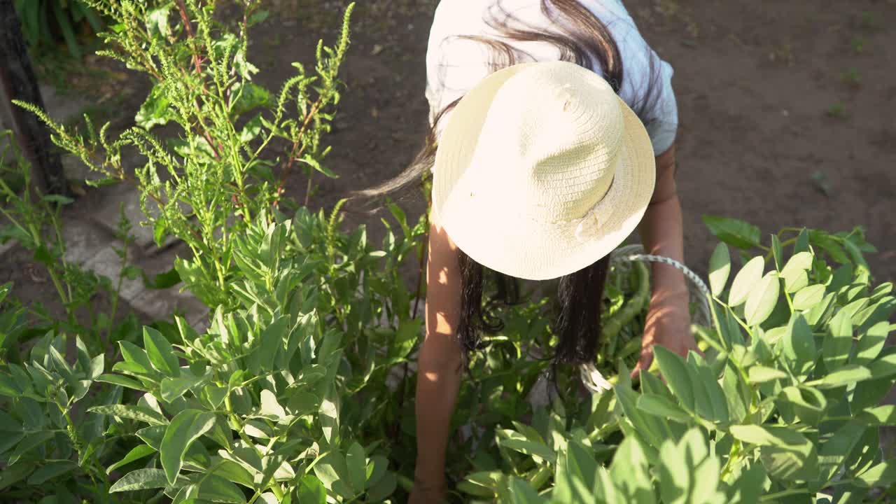 jardinero femenino cosechando habas cultivadas en casa del jardín