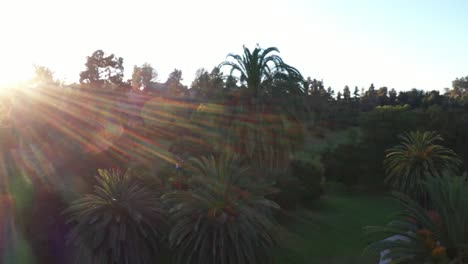 drone shot starts with view of parking lot and cars driving down road panning left with sun flare of palm trees during golden sunset hour with clear blue sky in los angeles, california park
