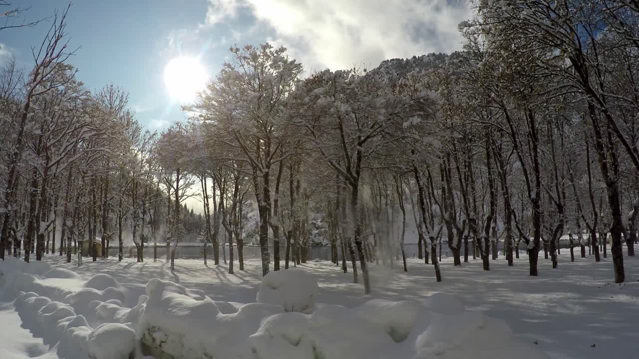 화창한 겨울날 나무에서 떨어지는 눈