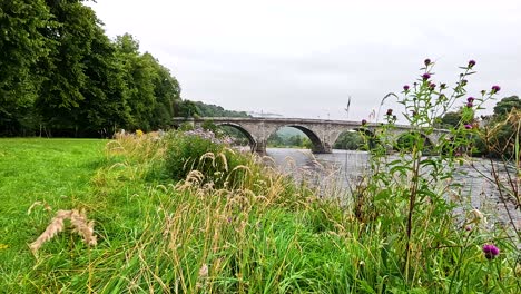 nature scene with river, bridge, and greenery