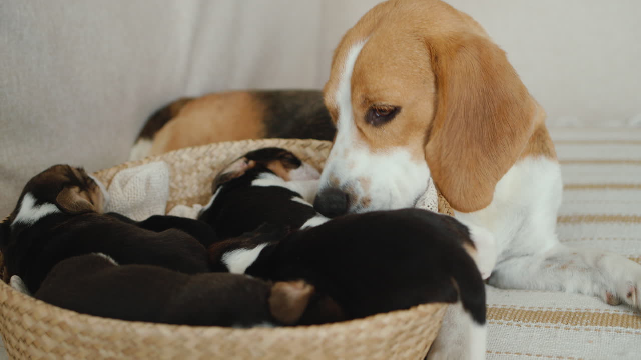 A cute female beagle lies next to a basket of puppies.