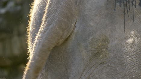 Asiatischer-Elefant-Bewegt-Schwanz-In-Zeitlupe,-Extreme-Nahaufnahme