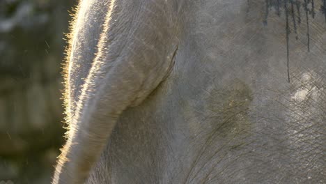 asian elephant flicks tail in slow motion extreme closeup
