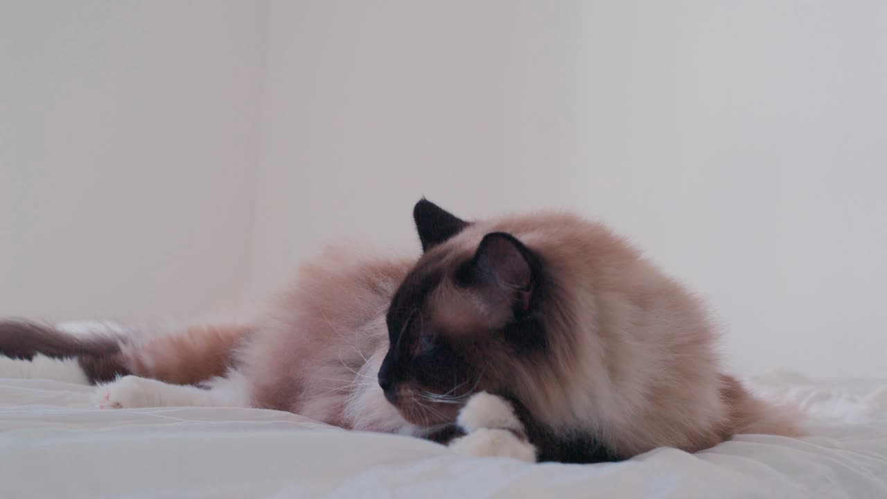 Bellissimo gatto Ragdoll che riposa in un interno luminoso, gatto carino con gli occhi blu al rallentatore, di razza pura