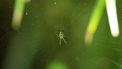 Araña-Tejedora-Orbe-De-Huerto-Sentada-En-El-Centro-De-La-Red-Con-El-Abdomen-Claramente-Visible,-Bosque-Central-De-Florida-4k-60p