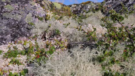 Arktischen-Tundra.-Schöne-Natur-Norwegen-Naturlandschaft.