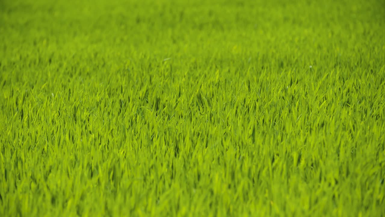 vista panorámica del campo de trigo contra el cielo