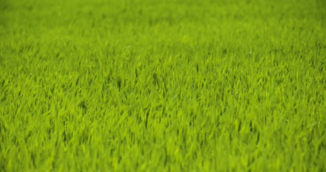 vista panorámica del campo de trigo contra el cielo