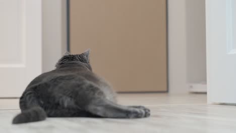 adult gray cat sitting next to a working robot vacuum cleaner, white robotic vacuum cleaner cleaning floor in the apartment.