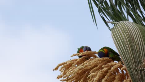 parrots interacting atop swaying palm blooms.