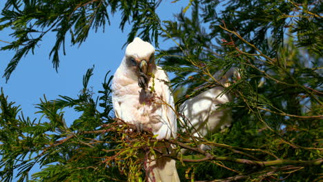 cockatoo cockapoo parrot in a tree in australia