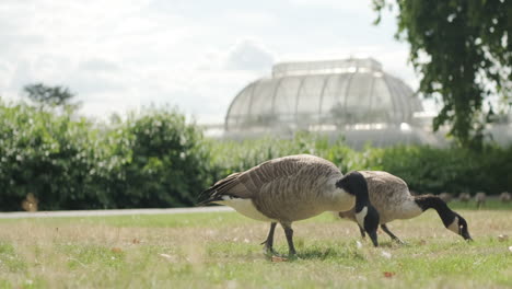 toma a nivel del suelo de gansos canadienses alimentándose en un césped frente a un invernadero de jardín botánico