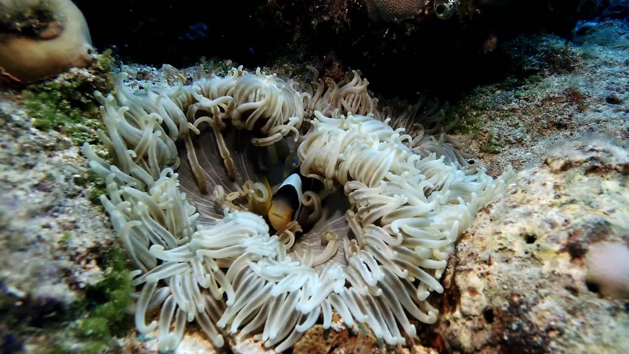 Anemonefish hiding in white sea anemone on underwater coral reef