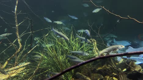 Wide-shot-of-looking-into-a-fresh-water-aquarium-filled-with-different-kinds-of-fish