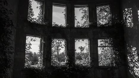 a haunting display of nature's resilience: overgrown vines and shadows play within abandoned windows of a forgotten structure
