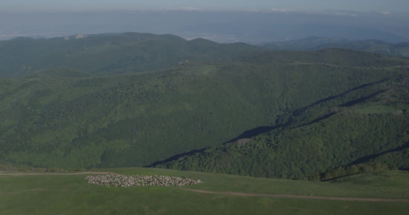 Vista aerea cinematografica di un grande gregge di pecore che pascola su un prato verde di montagna. Paesaggio rurale pacifico con dolci colline, allevamento pastorale, natura e autentica atmosfera di campagna.