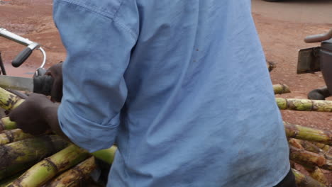 african farmer harvesting sugarcane using a machete in uganda, africa