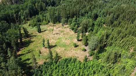 Draufsicht-Auf-Ein-Sich-Langsam-Erholendes-Waldstück-Nach-Dem-Holzeinschlag