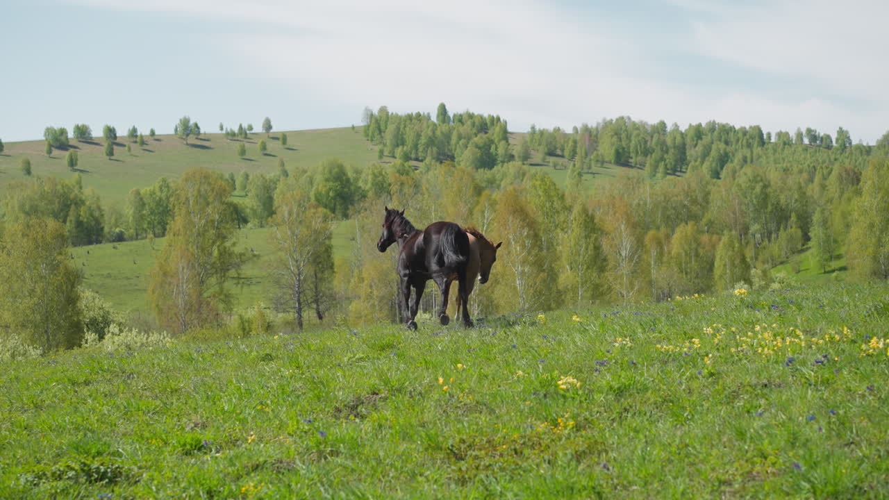 caballos de pura sangre activos corren juntos a lo largo de un campo exuberante