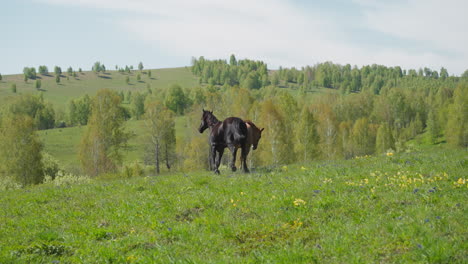 active thoroughbred stallions run together along lush field