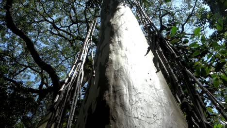 la luz del sol se refleja en el tallo del árbol por la mañana en el bosque