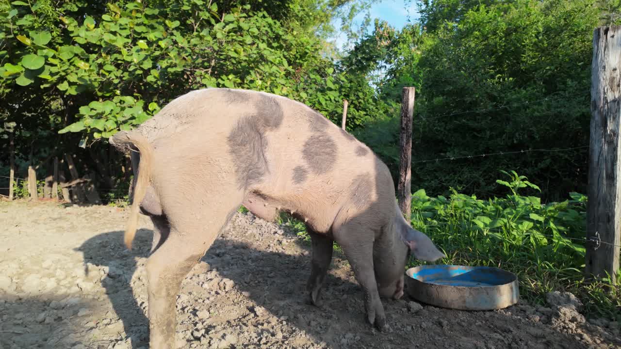 Free range pig drinking water in dirt pen on a sunny Venezuelan farm