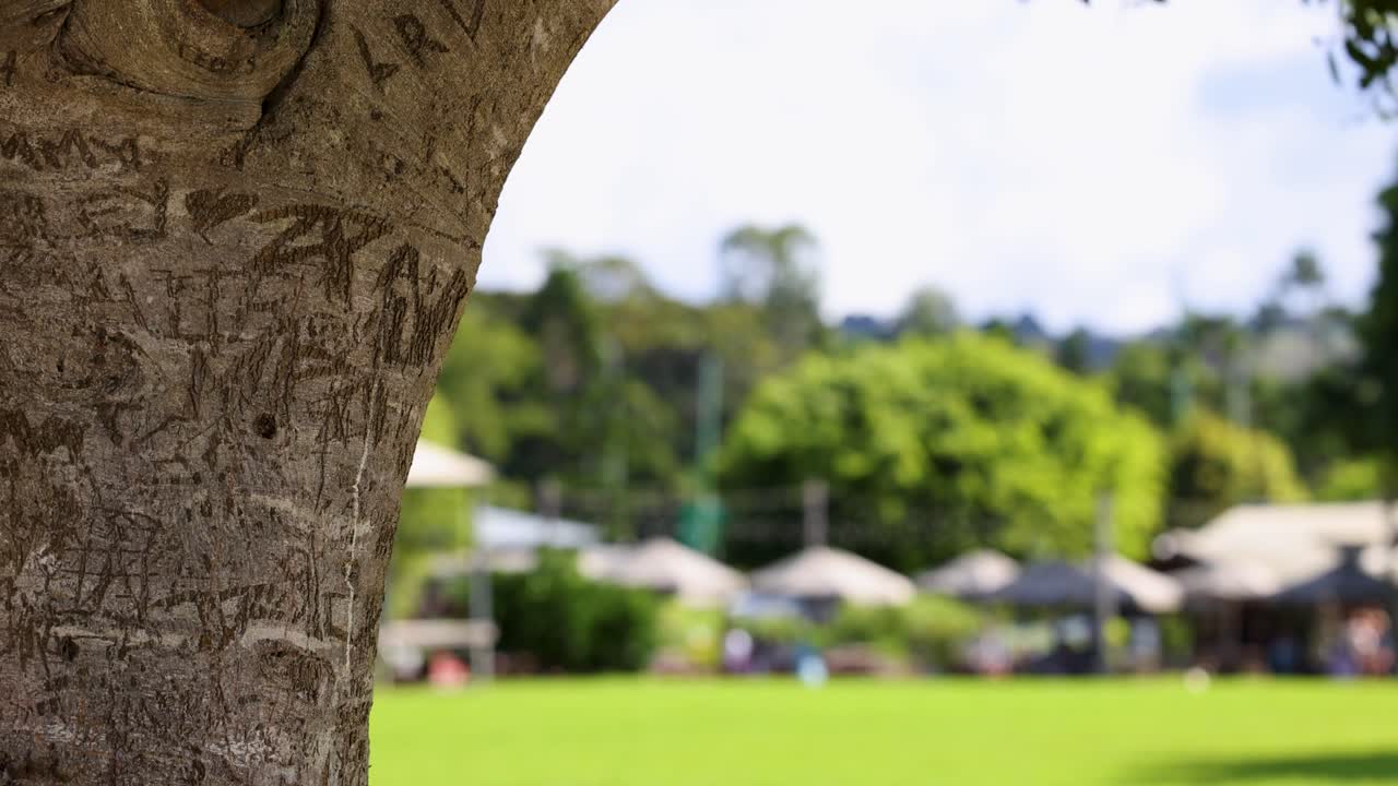 Tree Trunk with Carvings and Park Background