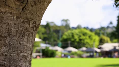 tree trunk with carvings and park background