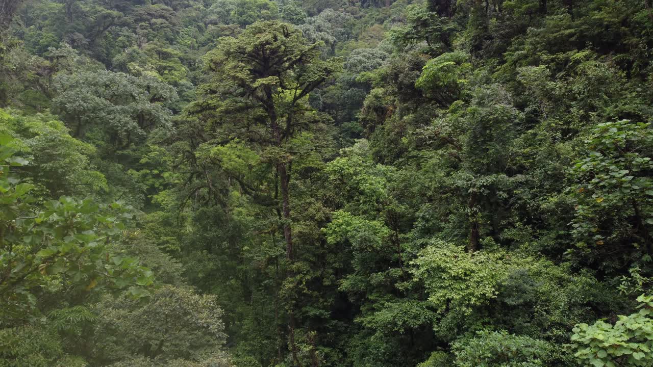 volando el dron entre la selva en costa rica