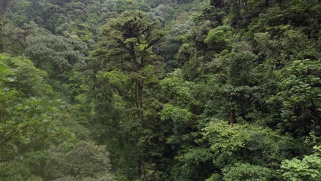 Volando-El-Dron-Entre-La-Selva-En-Costa-Rica