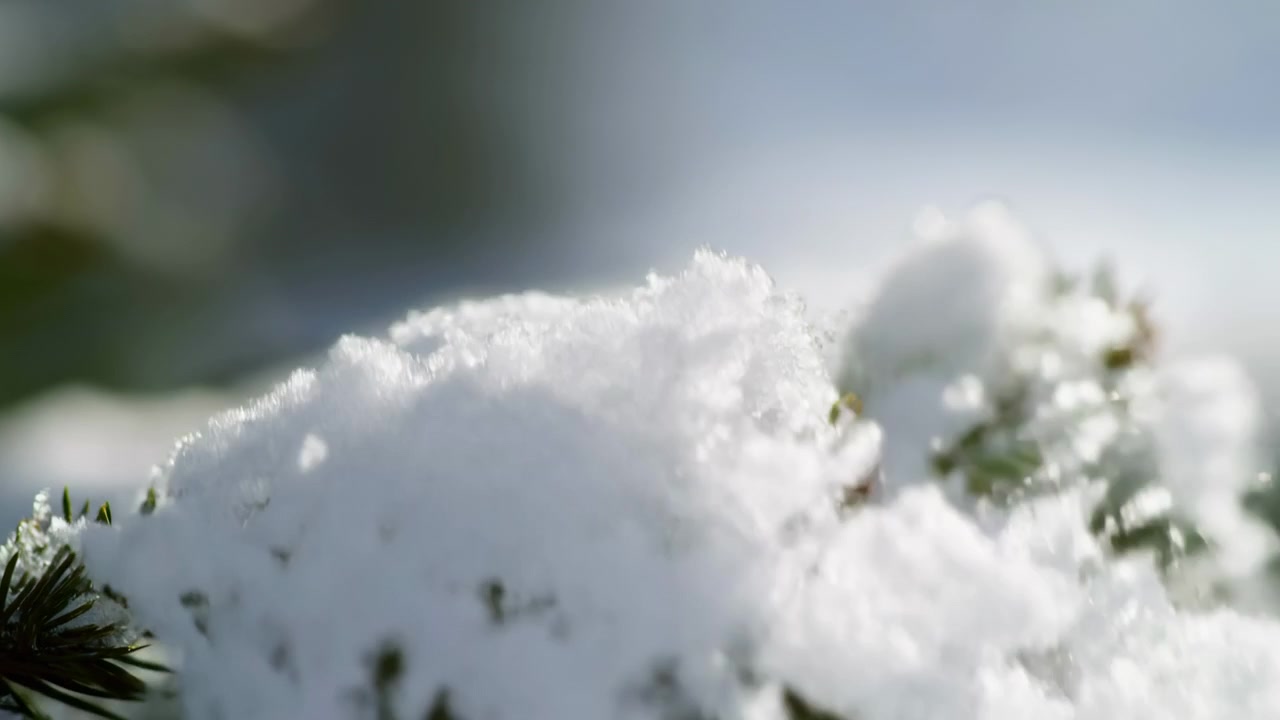 Primo piano dal basso di un sottile ramo sempreverde che porta un sottile strato di neve farinosa, che si rompe e rilascia piccoli frammenti di cristallo verso il basso in una luminosa luce diurna invernale con una sfocatura morbida dello sfondo.