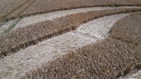 close up aerial view across crop circle formation flattened into golden wheat farmland in warminster, england