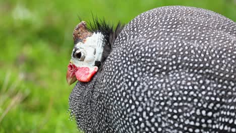 guinea fowl moving in grassy area