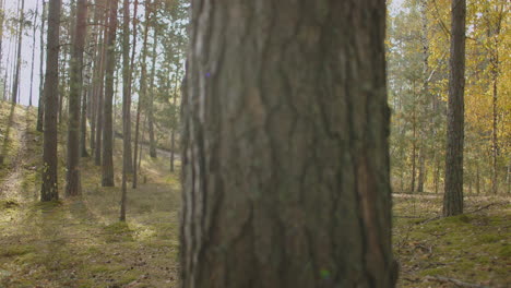 el hombre está disfrutando de la naturaleza caminando solo en el bosque soleado en un día de otoño el mochiler está explorando el área caminando y relajándose