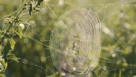 Telaraña-Llena-De-Gotas-De-Agua-De-Rocío-Matutino-A-La-Luz-Del-Amanecer