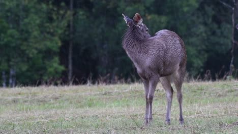 el ciervo sambar es una especie vulnerable debido a la pérdida de hábitat y la caza