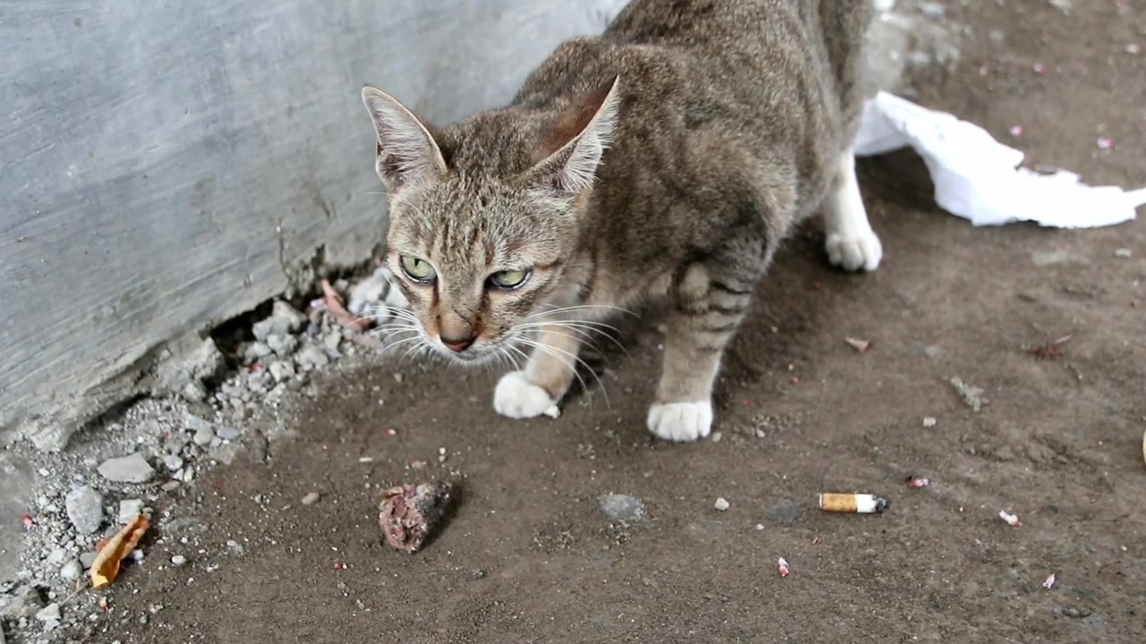 Gatos de Rua Procurando Comida, Restos de Comida na Estrada