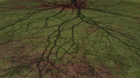 Shadows of tree branches casted along the green grass