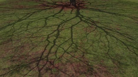 shadows of tree branches casted along the green grass