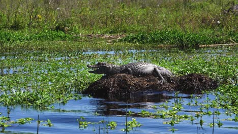 un cocodrilo tomando el sol en un embalse en el territorio del parque esteros del ibera, argentina