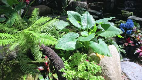 Exuberantes-Plantas-Verdes-En-Un-Jardín-Botánico-En-Un-Templo-En-Tailandia