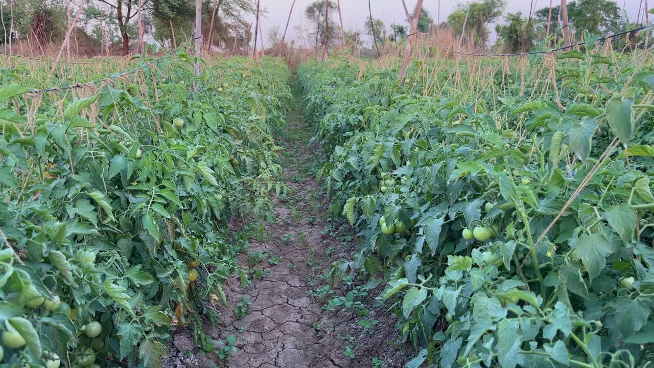 Tracking shot of rows of tomato plant growing in a straight line