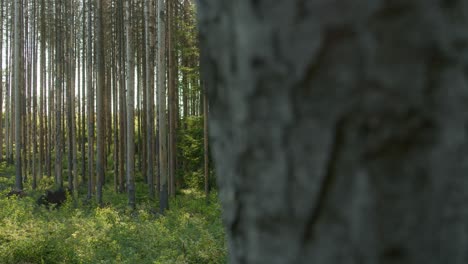 Dead-damaged-dry-spruce-forest-hit-by-bark-beetle-in-Czech-countryside-with-sun-in-the-background