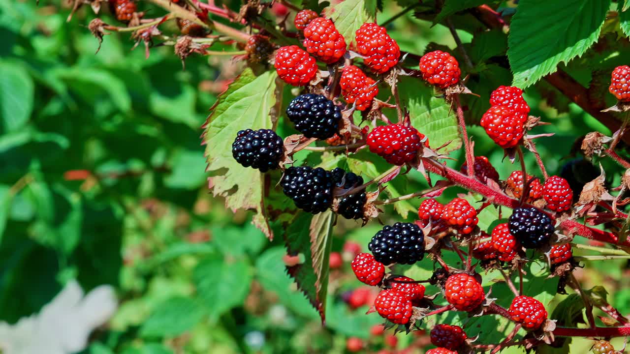 Dark bush of ripe red and black raspberries or blackberries grows in organic setting