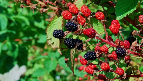 dark bush of ripe red and black raspberries or blackberries grows in organic setting