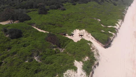 three horse riders moving through green space onto sandy beach