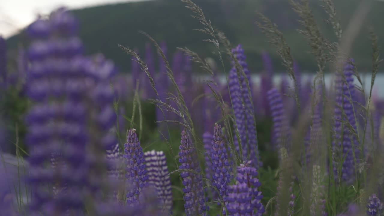 close shot of lavender flowers purple
