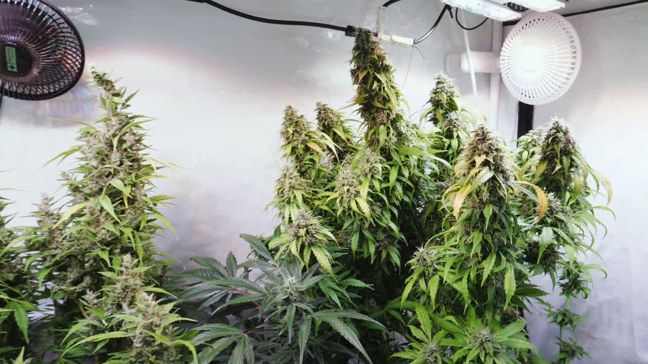 꽃이 피는 단계에서 자라는 텐트에서 자라는 대마초 식물의 슬로우 모션 샷