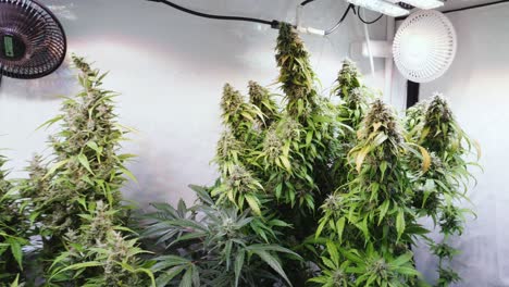 Toma-En-Cámara-Lenta-De-Plantas-De-Cannabis-Que-Crecen-En-Una-Tienda-De-Cultivo-Durante-La-Etapa-De-Floración